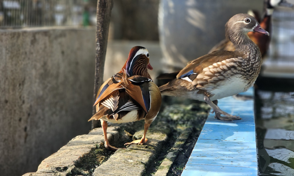 ফ